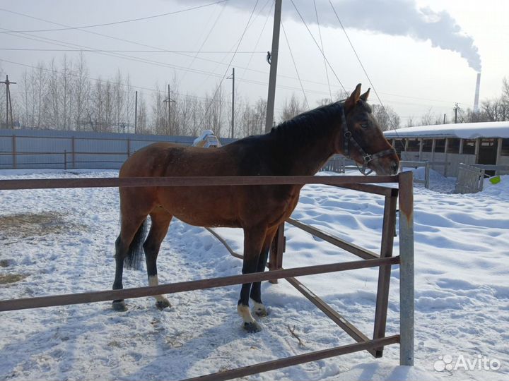 Продается жеребец