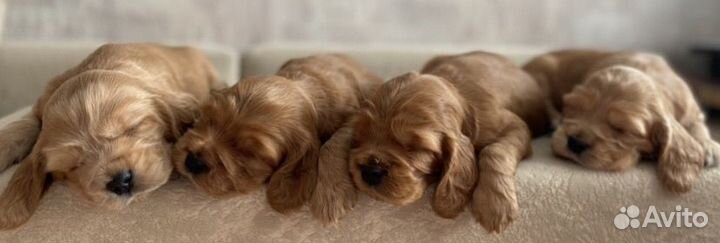 Щенки английского кокер спаниеля