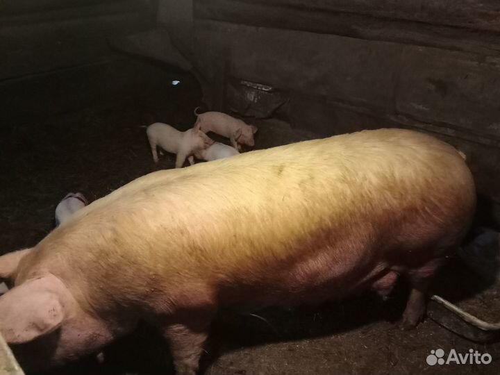 Продам поросят рождённые 27 апреля