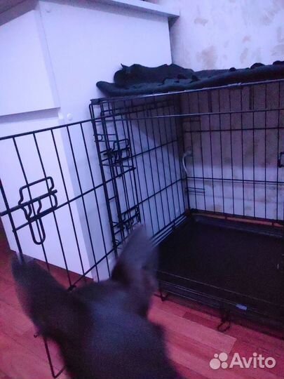 Клетка для собак