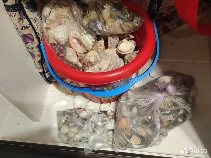 Морские ракушки ведро