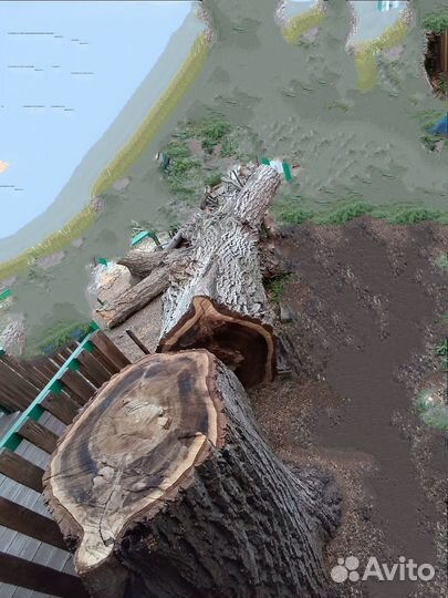 Продам ствол грецкого ореха, диаметр -метр