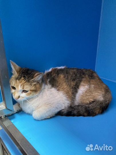 Кошка в дар бесплатно