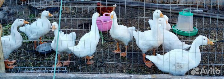 Гусята подрощенные