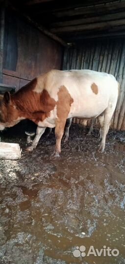 Продам быка