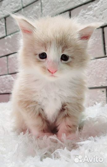 Котята мейн-кун