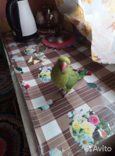 Ожереловый попугай