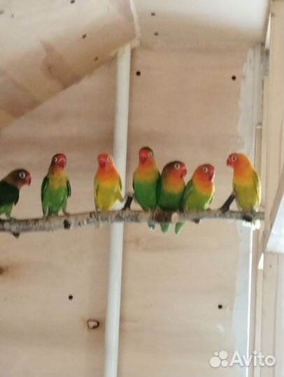 Неразлучники фишера