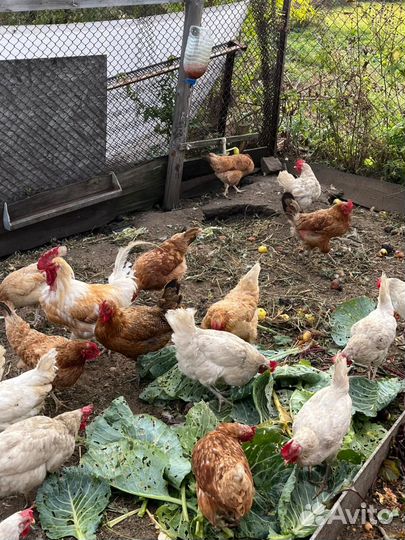 Куры несушки