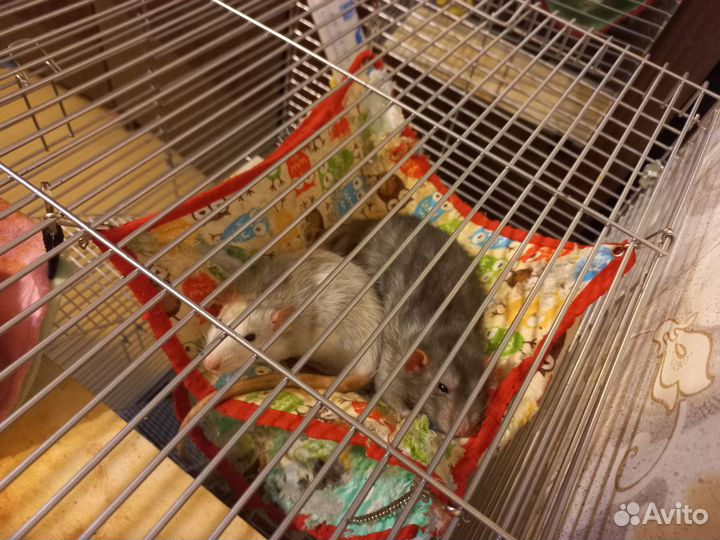 Продам крыс вместе с клеткой