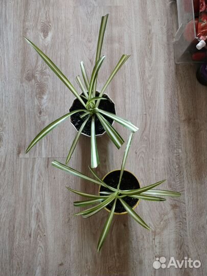 Хлорофитум