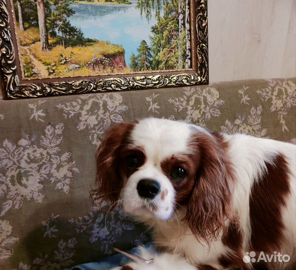 Кавалер кинг чарльз спаниель вязка