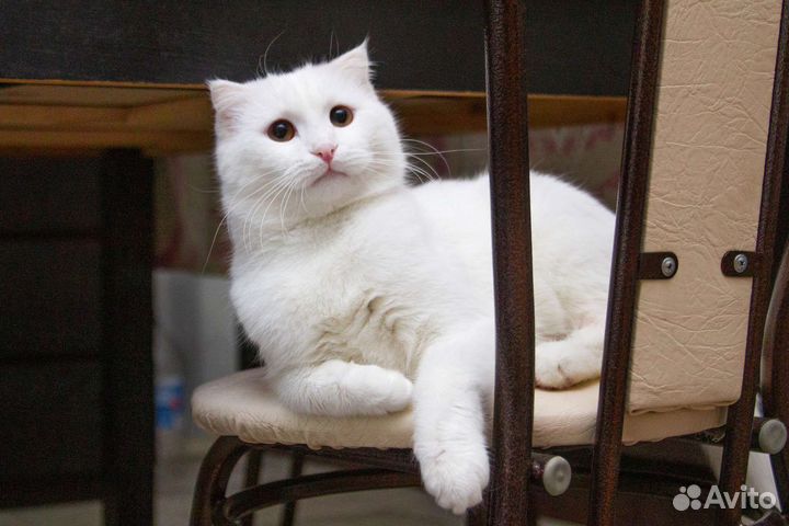 Белый кот Эклер в добрые руки