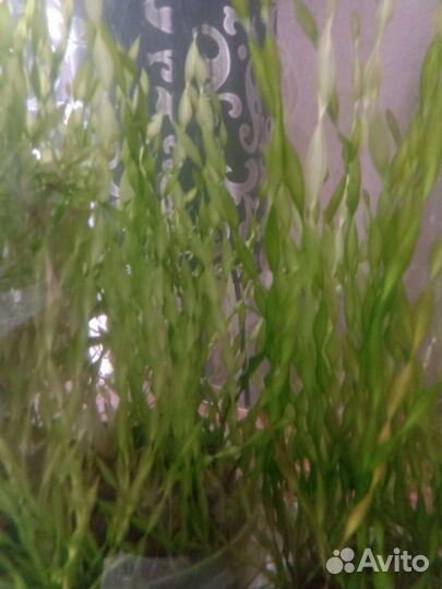 Водросли валиснерия для аквариума,рыбки гуппи