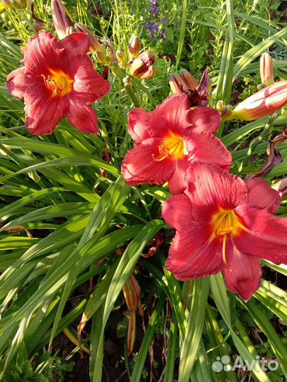 Продам набор лилейников