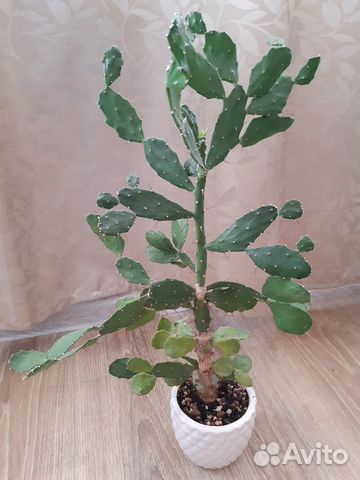 Колючий кактус