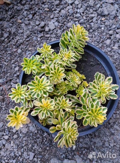 Декоративные кустарники