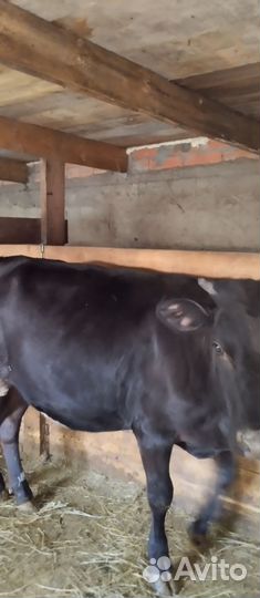 3 бычка и тёлка