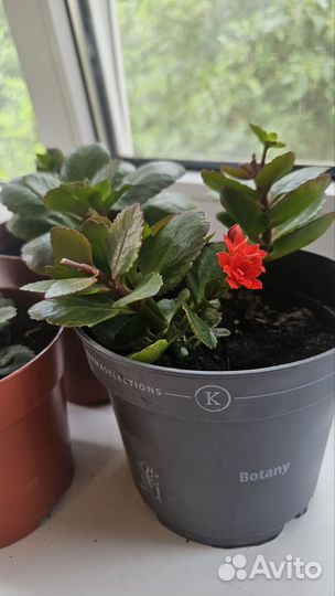 Комнатные цветы каланхоэ