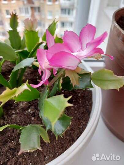 Комнатное растение Шлюмбергера Декабрист розовый