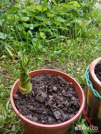 Сансевиерия