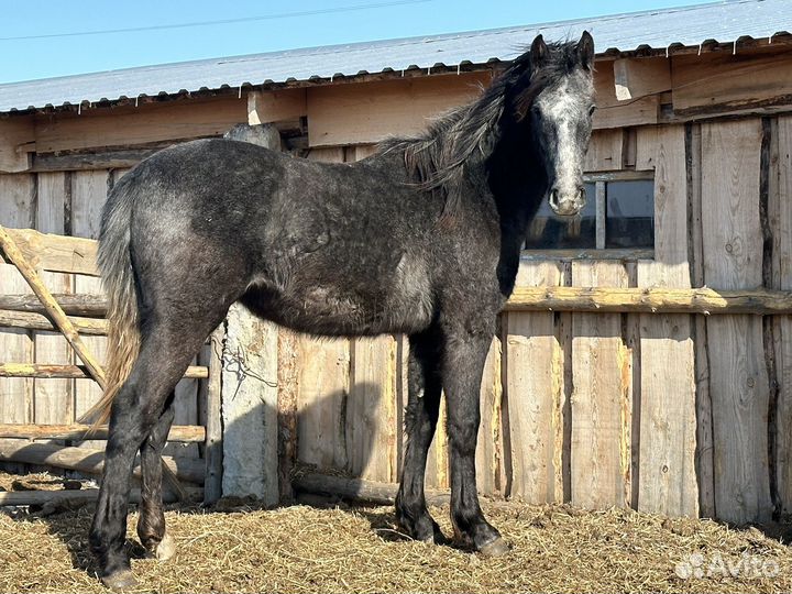 Кобылы двухлетки