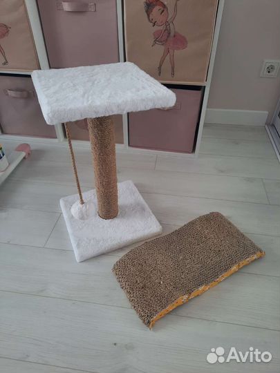 Кошка в дар бесплатно