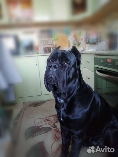 Я жених