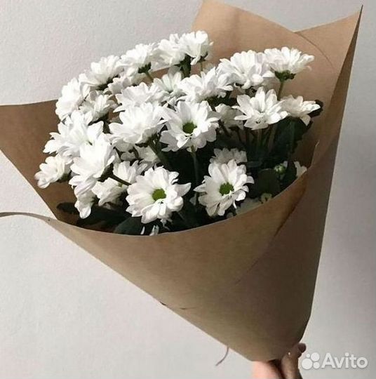 Хризантема