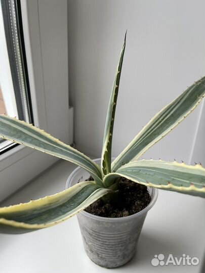 Агава, Алоэ столетник