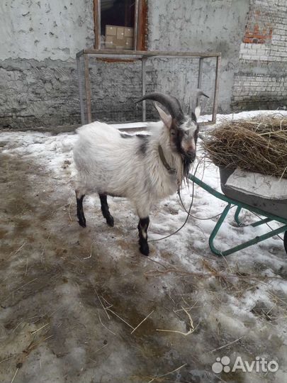 Камерунский козел