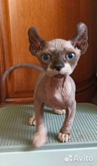 Канадский сфинкс Двэльфик