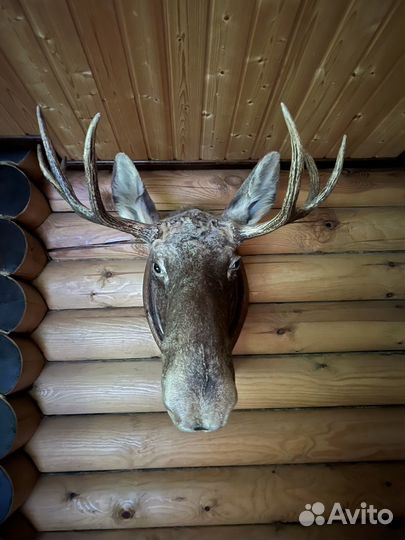Чучело головы лося