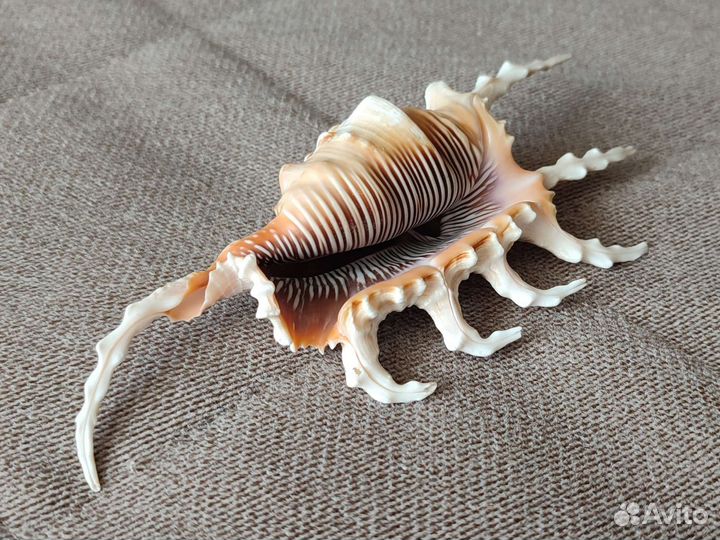 Морские ракушки раковины