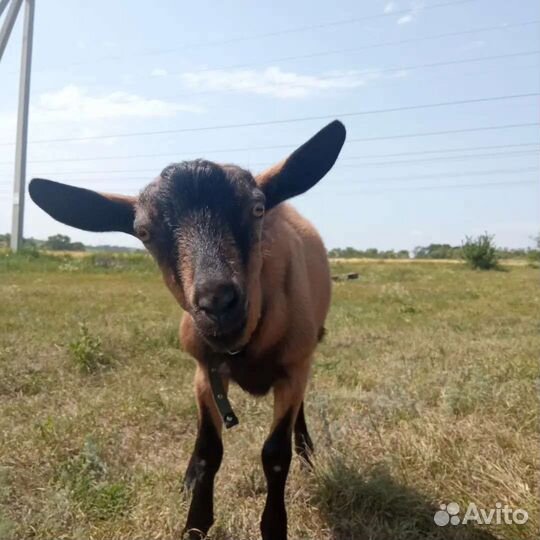 Вязка Чешский козел