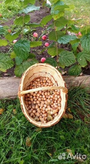 Орешник растение