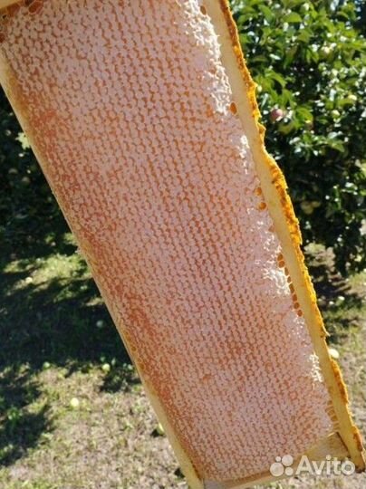 Сотовый мед