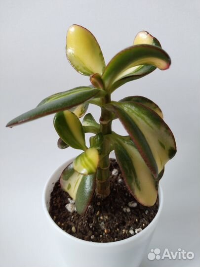 Crassula 
