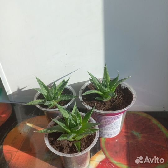 Алоэ остистое