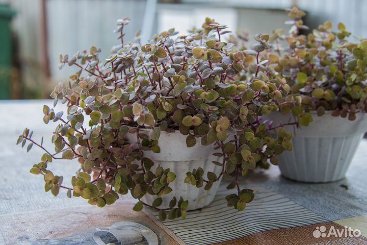 Каллизия репенс