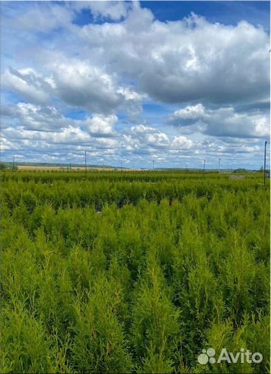 Туя Смарагд из питомника/Оптом