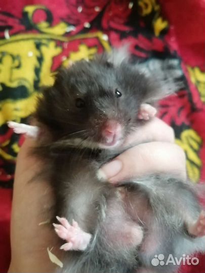 Сирийский хомяк