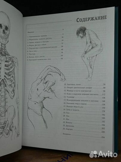 Анатомия для художников