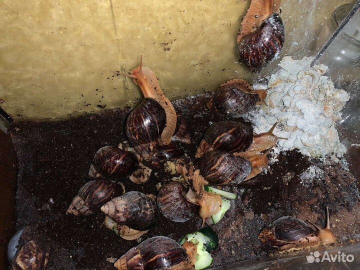 Улитки ахатины