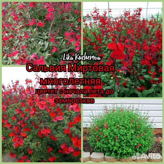 Декоративные кустарники,хвойные