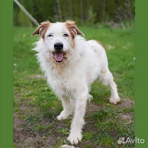 Бородатая собачка Челси в добрые ручки