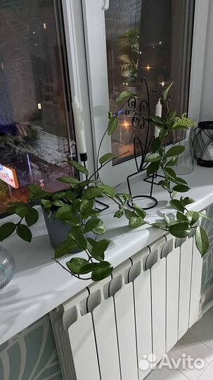 Хойя и Фикус Бенджамина