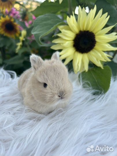 Породистые карликовые декоративные кролики