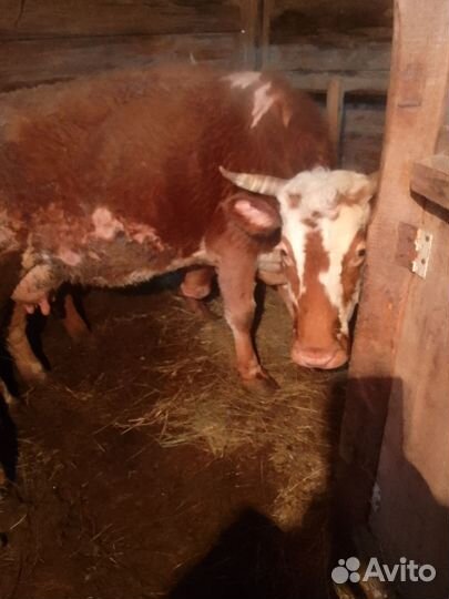 Корова дойная с теленком