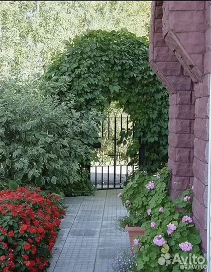 Саженцы девичий виноград